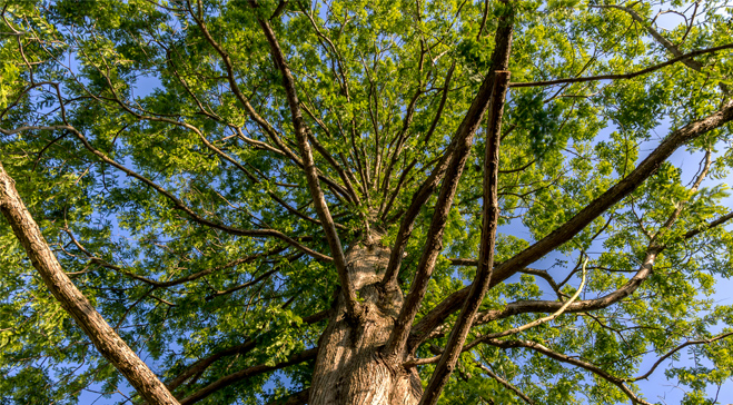 Support a Tree