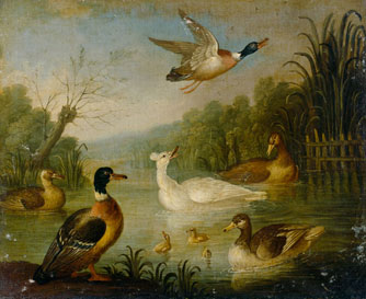 Mallards on a Pond